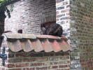 dcp 0693