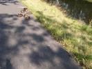 eendjes