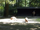 2 beesten