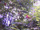 rode ibis