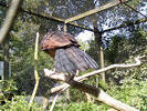 ongeidentificeerde vogel