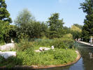 de eendenkwekerij