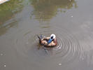 een witkopeend
