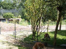 kangaroes !