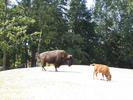 bison