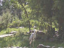 soort reiger