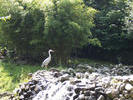 reiger