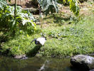 heilige ibis