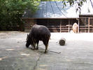 2 yaks