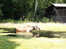 een (europees) eland