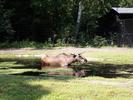 zelfde eland