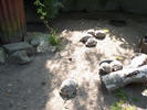 schildpadden