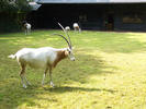Oryx Algazelle
